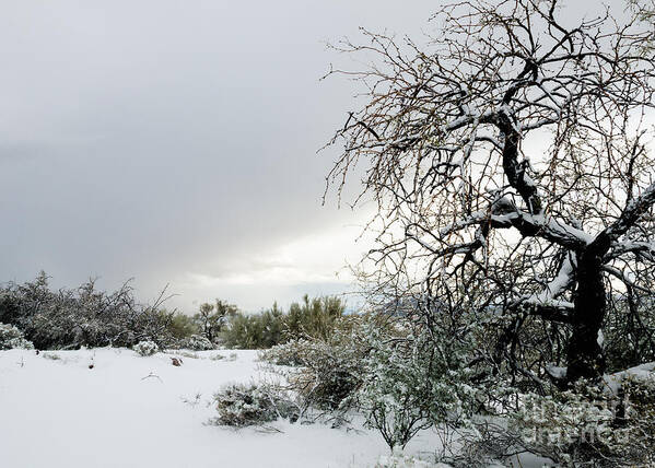 Desert Poster featuring the photograph Sonoran Snow by Tamara Becker