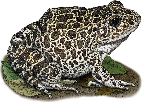 Southern Crawfish Frog Poster featuring the photograph Southern Crawfish Frog, Illustration by Roger Hall