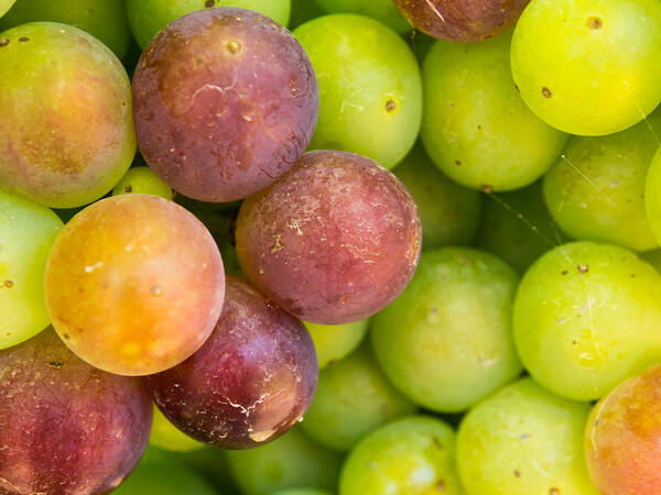 Grape Poster featuring the photograph Spanish Grapes Macro by Kaleidoscopik Photography