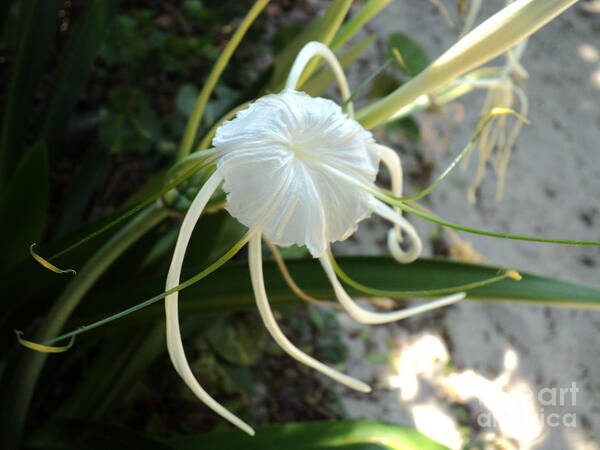 Beach Poster featuring the photograph Spider Lily1 by Megan Dirsa-DuBois