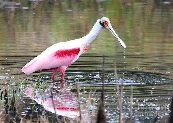 Spoonbill Poster featuring the photograph Spoonbill in the Pond by Carol Groenen