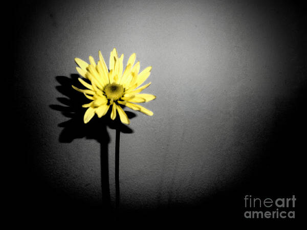 Flower Poster featuring the photograph Spotlighted Flower by Minding My Visions by Adri and Ray