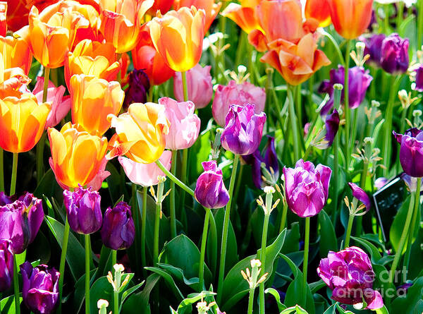 Tulip Poster featuring the photograph Spring Color by Shijun Munns