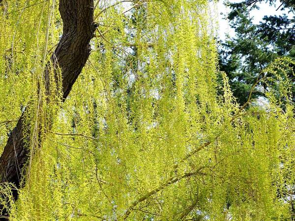 Spring Weeping Willow Poster featuring the photograph Spring Weeping Willow by Will Borden