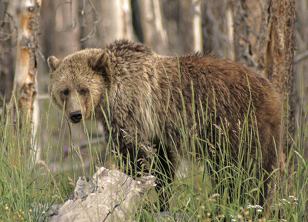 Animal Poster featuring the photograph Springtime Grizzly in Yellowstone by Elaine Haberland