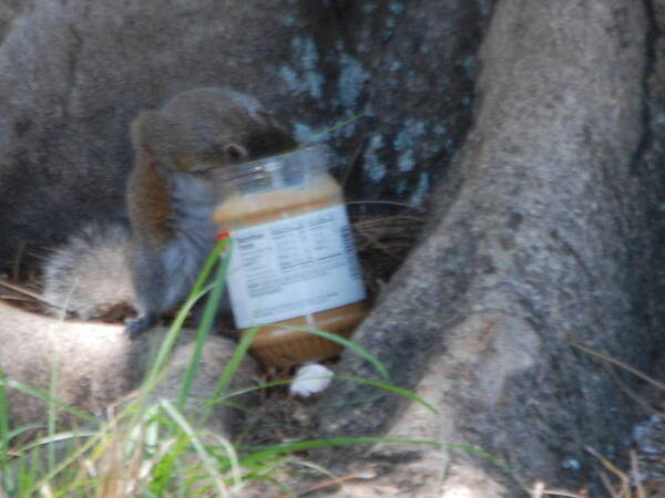 Head In Jar Of Peanut Butter.my Yard. Poster featuring the photograph Squirrel eating by Robert Floyd