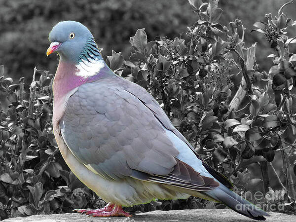 St Andrews Poster featuring the photograph St. Andrews Pigeon by Deborah Smolinske