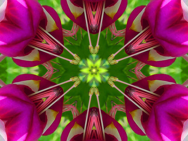 Mandalas Poster featuring the digital art Star Fuchsia 1 Mandala by Diane Lynn Hix