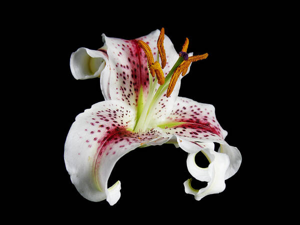 Stargazer Lily - Maria Holmes Poster featuring the photograph Stargazer Close-Up by Maria Holmes