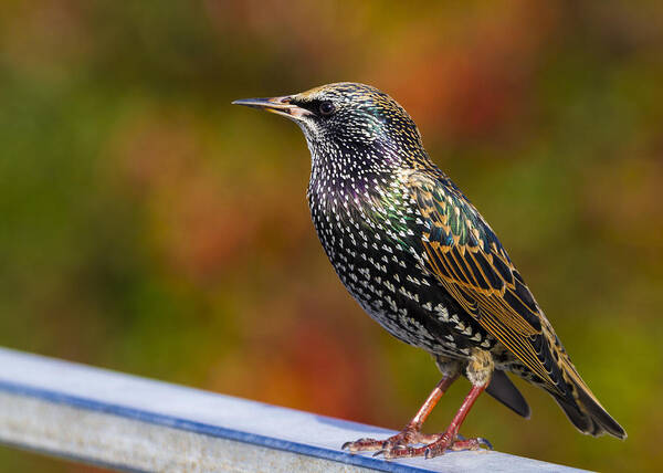Starling Poster featuring the photograph Starling Sturnus vulgaris by Chris Smith