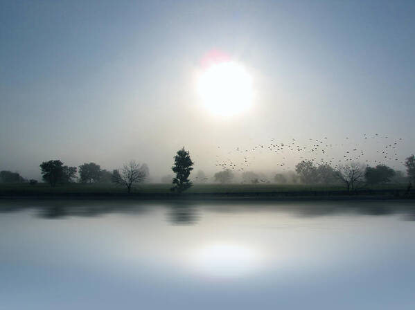 Cedric Hampton Poster featuring the photograph Starlings Misty Morning by Cedric Hampton