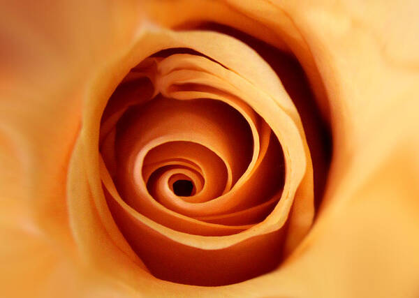 Roses Poster featuring the photograph Strength by The Art Of Marilyn Ridoutt-Greene