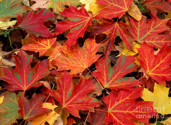 Sugar Maple Leaves Poster featuring the photograph Sugar Maple Leaves by Michael P Gadomski