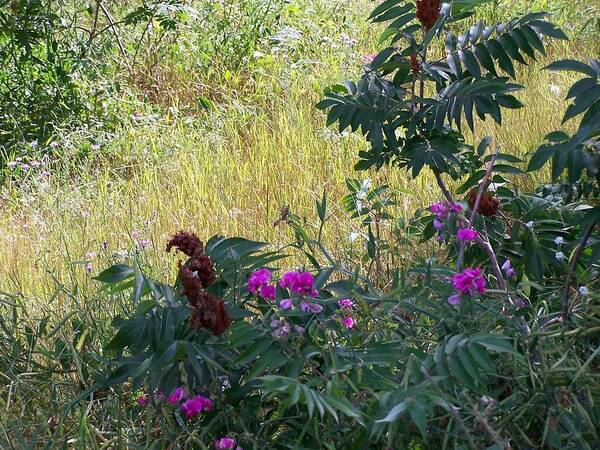 Sumac Poster featuring the photograph Sumac and Wild Sweet Peas by Kathleen Luther