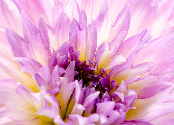 Dahlia Poster featuring the photograph Summer Dahlia by Georgette Grossman
