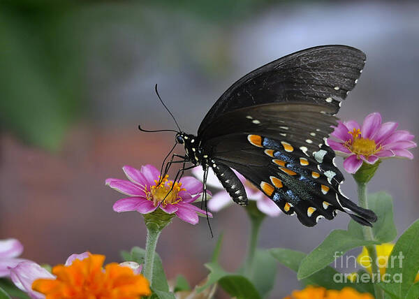 Natue Poster featuring the photograph Summer Garden by Nava Thompson