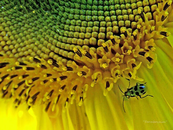 Sunflowers Poster featuring the photograph Sunflower and Beetle by Harold Zimmer