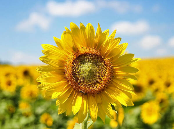 Sunflowers Poster featuring the photograph Sunflower Focus by SCB Captures