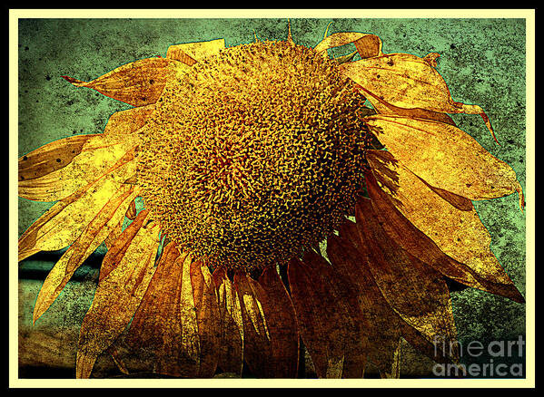 Flower Poster featuring the photograph Sunflower by Susanne Van Hulst