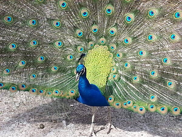 Peacock Poster featuring the photograph Sunny Peancock by Caryl J Bohn