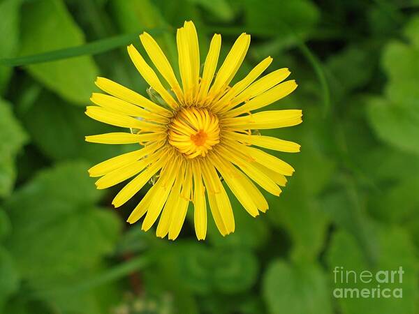 Flower Poster featuring the photograph Sunshine by Barry Bohn