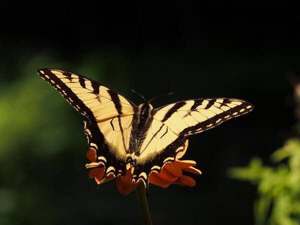 Flowers Poster featuring the photograph Swallowtail Butterfly by Dorothy Lee