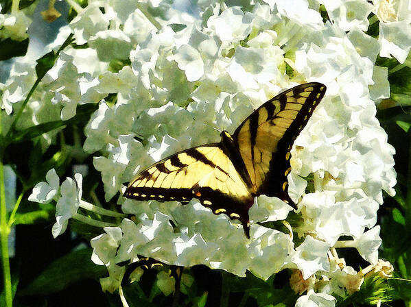 Butterfly Poster featuring the photograph Swallowtail on White Hydrangea by Susan Savad