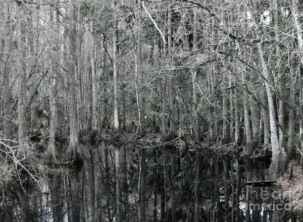 Keri West Poster featuring the photograph Swamp Greens by Keri West