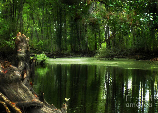 Swamp Poster featuring the photograph Swamp River Afternoon by Deborah Smith
