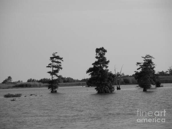 Water Lilly Poster featuring the photograph Swamp Tall Cypress Trees Black and White by Joseph Baril