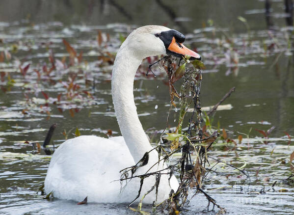 Male Mute Swan (cygnus Olor) Poster featuring the photograph Swan Cleaning the Swamp by Ilene Hoffman