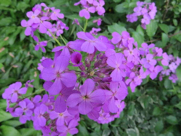 Sweet Smelling Purple Damesrocket Flowers Poster featuring the photograph Sweet Smelling Damesrocket Wild Flower by Elisabeth Ann