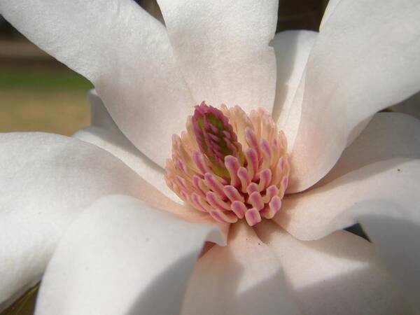 Star Magnolia Poster featuring the photograph Sweet Star Magnolia by Caryl J Bohn