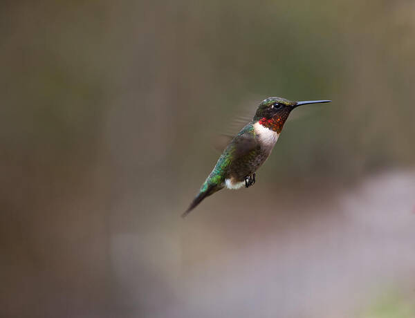Hummingbird Poster featuring the photograph Sweet Stuff Ahead by Mark Alder