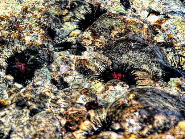 Sea Urchins Poster featuring the photograph Swirling Sea Urchins by Lucy VanSwearingen