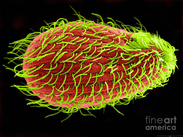 Tetrahymena Poster featuring the photograph Tetrahymena thermophila Sem by Aaron J Bell