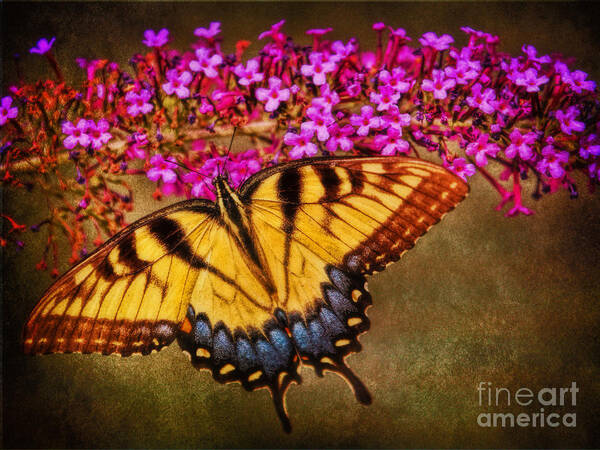 Female Eastern Tiger Swallowtail Poster featuring the photograph The Butterfly Effect by Elizabeth Winter