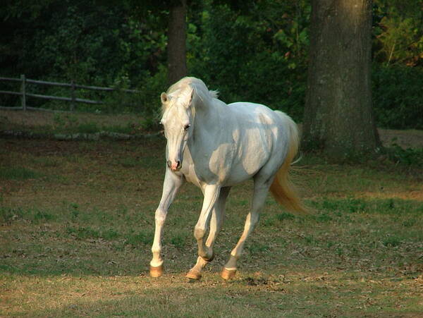 Horse Poster featuring the photograph The Deva 001 by Phil And Karen Rispin