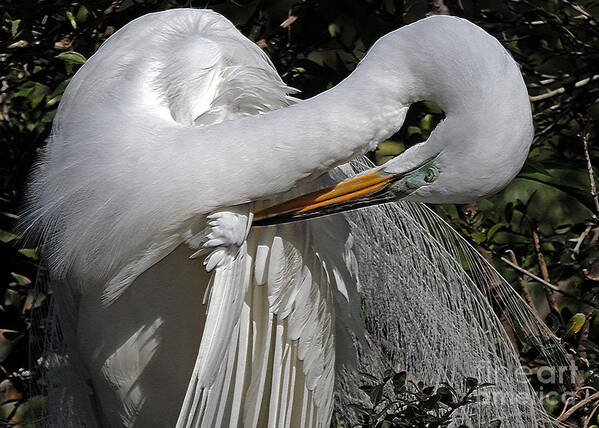 Egret Poster featuring the photograph The Elegant Egret by Lydia Holly