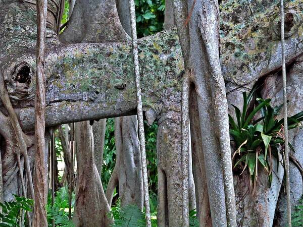 Banyan Trees Poster featuring the digital art The Eyes of Nature II by Maria Huntley
