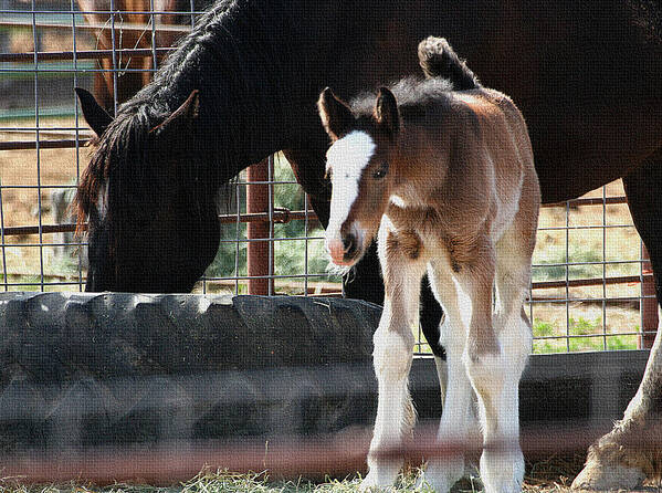 The Flying Colt With The Big White Feet And Mom Poster featuring the photograph The Flying Colt With The Big White Feet by Tom Janca