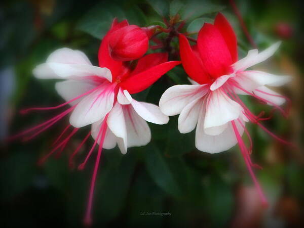 Fuchsia Poster featuring the photograph The Fuchsia by Jeanette C Landstrom