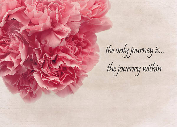 Carnation Poster featuring the photograph The Journey by Kim Hojnacki