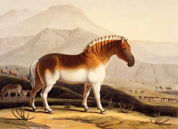 Quagga Poster featuring the painting The Quahkah by Samuel Daniell