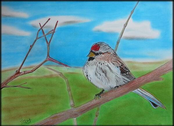 Birds Poster featuring the drawing The Redpoll by Tony Clark