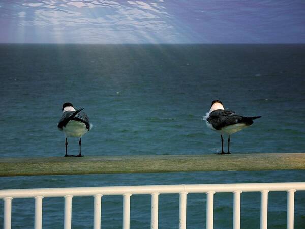 Birds Poster featuring the photograph The Watchers by Kathy Barney