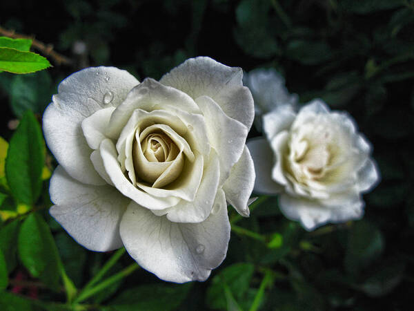 Rose Poster featuring the photograph The White Rose by Oscar Alvarez Jr