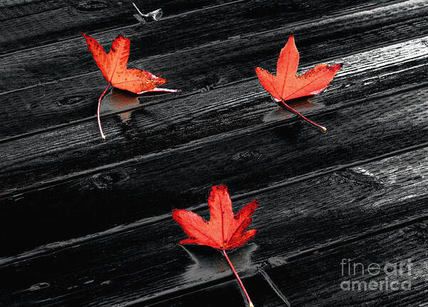 Rain Poster featuring the photograph Three Red Leaves after Rain by Ellen Cotton