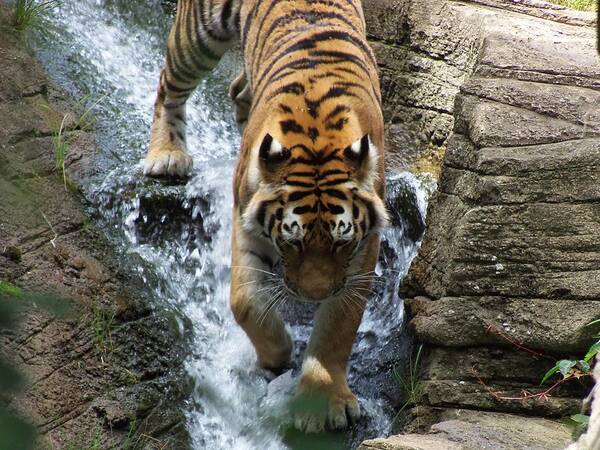 Tiger Poster featuring the photograph Tiger in the Waterfall by Adam Leech