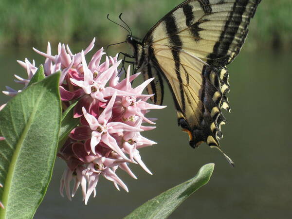Tiger Swallowtail Poster featuring the photograph tiger on the Rio Grande by Ron Monsour